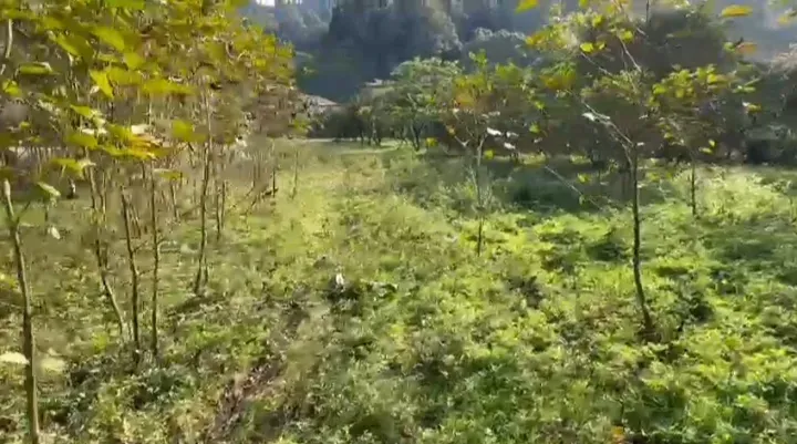 1600 sq.m. land for sale in Gonio - Photo 3